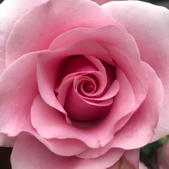 Meet your Posher - Picture 1 of 1